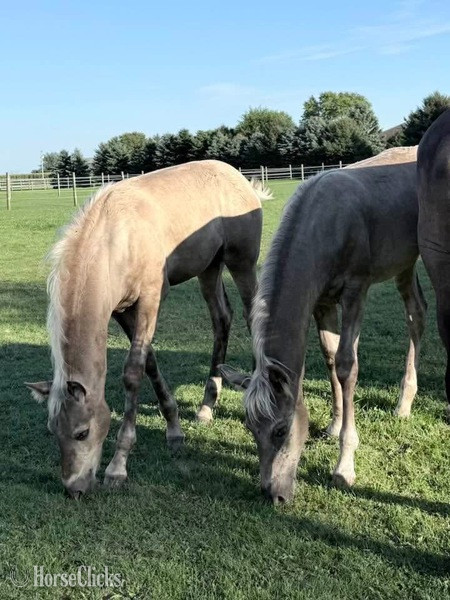 "Nitro?s Jesse " Chocolate Colt Rocky Mountain - Rocky Mountain in Kentucky