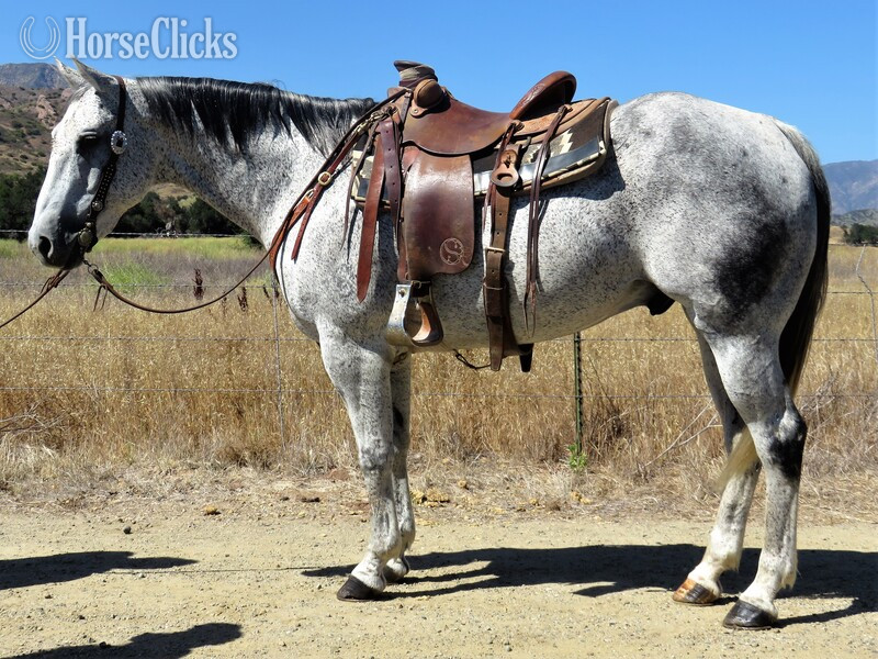 "REBEL" Grey Gelding Quarter Horse in California
