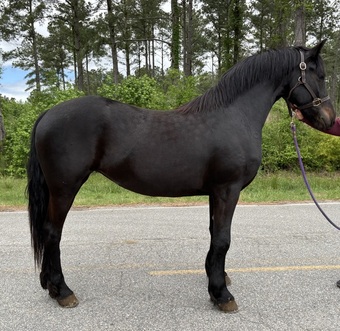 "Mare" Black Mare Friesian