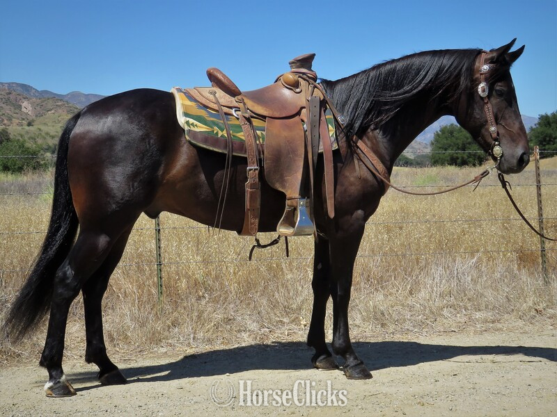 "BOONS HICKORY PROM" Black Gelding Quarter Horse in California