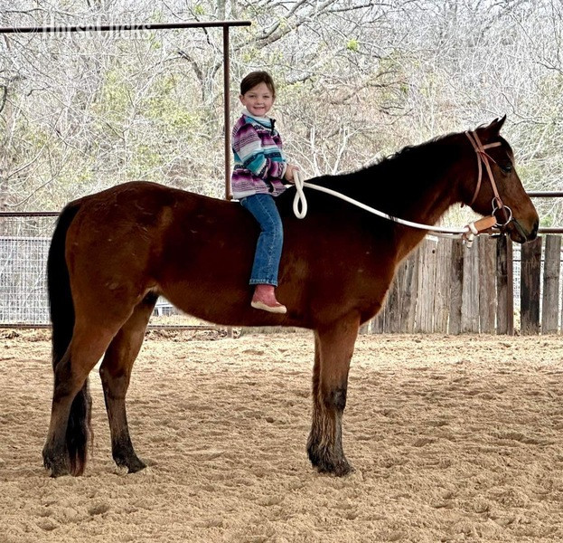 "Ryder" Bay Gelding Pony in Texas