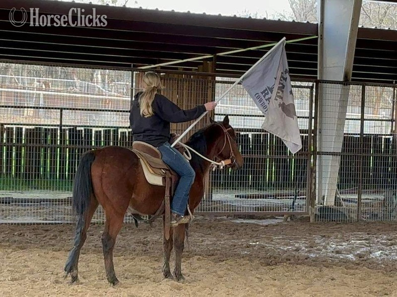 "Ryder" Bay Gelding Pony