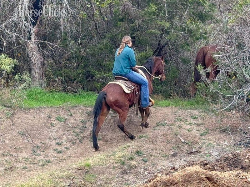 Texas "Ryder" Bay Gelding Pony