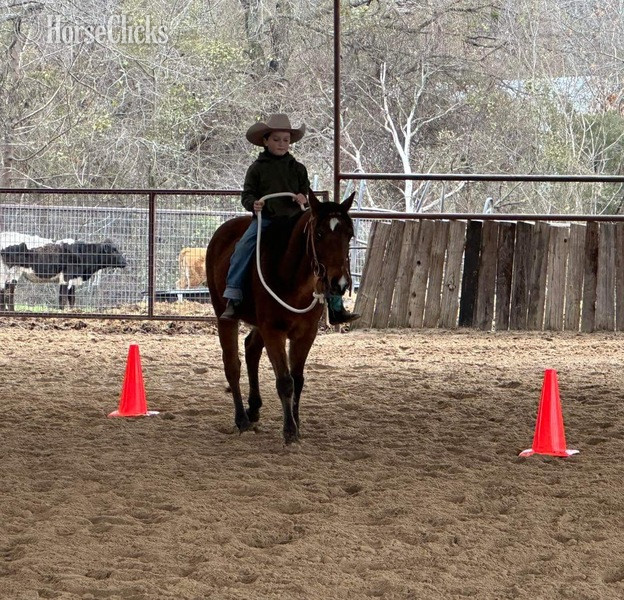 "Ryder" Bay Gelding Pony - Pony in Texas