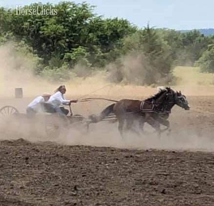 "Ryder" Bay Gelding Pony - Pony