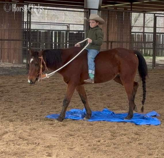 "Ryder" Bay Gelding Pony Texas
