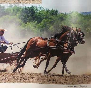 Pony - "Ryder" Bay Gelding Pony in Texas