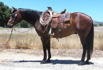 "MIGHTY MAN" Black Gelding Draft