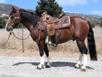 "BRIAR" Bay Gelding Quarter Pony