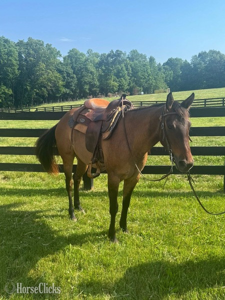 "JAK MS Poco Star  ?Ginger?" Grullo Filly Quarter Horse in Kentucky