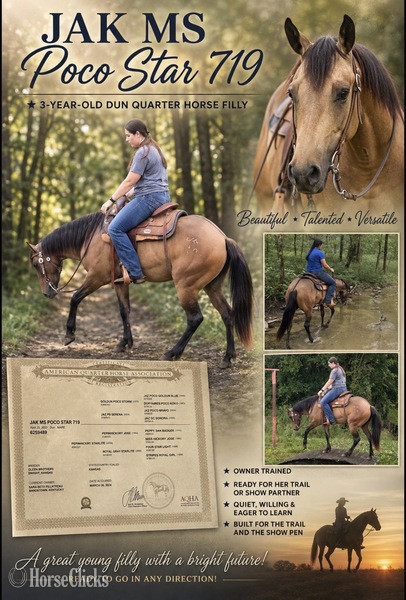 "JAK MS Poco Star Ginger" Grullo Filly Quarter Horse in Kentucky