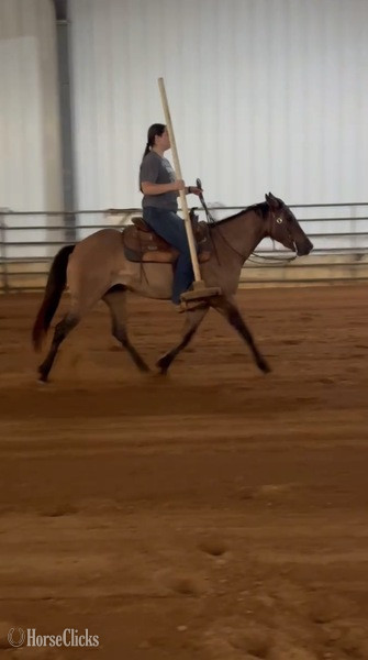 "JAK MS Poco Star  ?Ginger?" Grullo Filly Quarter Horse