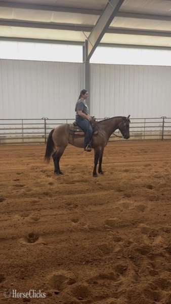 Kentucky "JAK MS Poco Star  ?Ginger?" Grullo Filly Quarter Horse