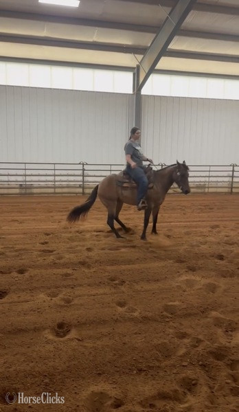 "JAK MS Poco Star  ?Ginger?" Grullo Filly Quarter Horse - Quarter Horse
