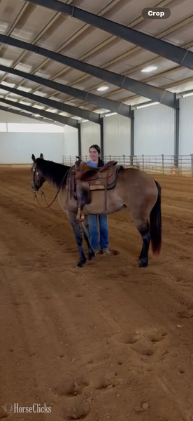 "JAK MS Poco Star  ?Ginger?" Grullo Filly Quarter Horse Kentucky