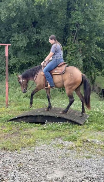 Quarter Horse - "JAK MS Poco Star  ?Ginger?" Grullo Filly Quarter Horse in Kentucky