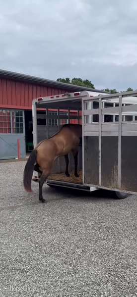 Quarter Horse - "JAK MS Poco Star  ?Ginger?" Grullo Filly Quarter Horse