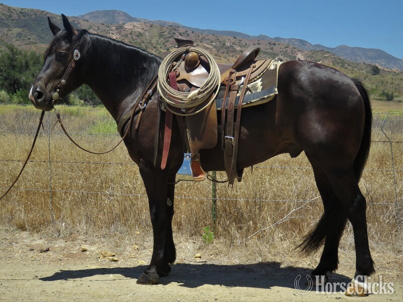 "TRENT" Black Gelding Quarter Horse in California