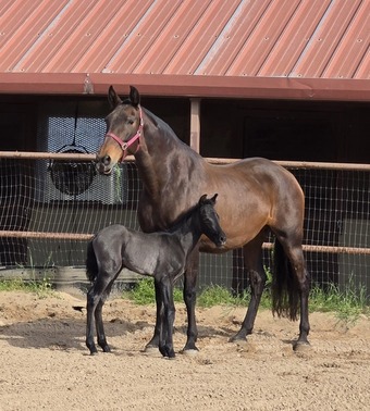 "Valeroso RDL" Grey Colt Andalusian