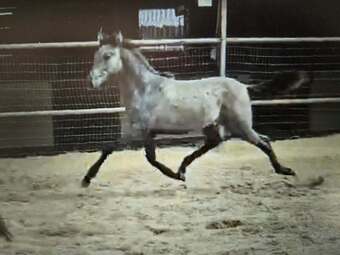 "Valeroso RDL" Grey Colt Andalusian