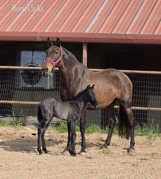 "Valeroso RDL" Grey Colt Andalusian in Texas
