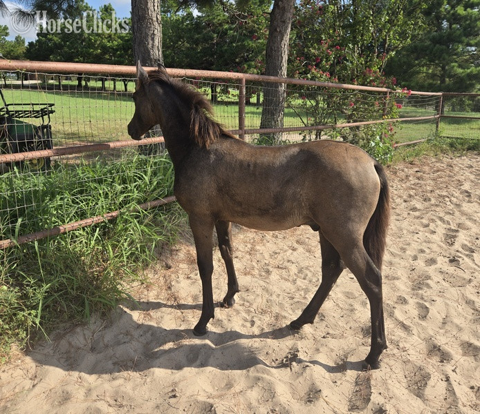 "Valeroso RDL" Grey Colt Andalusian