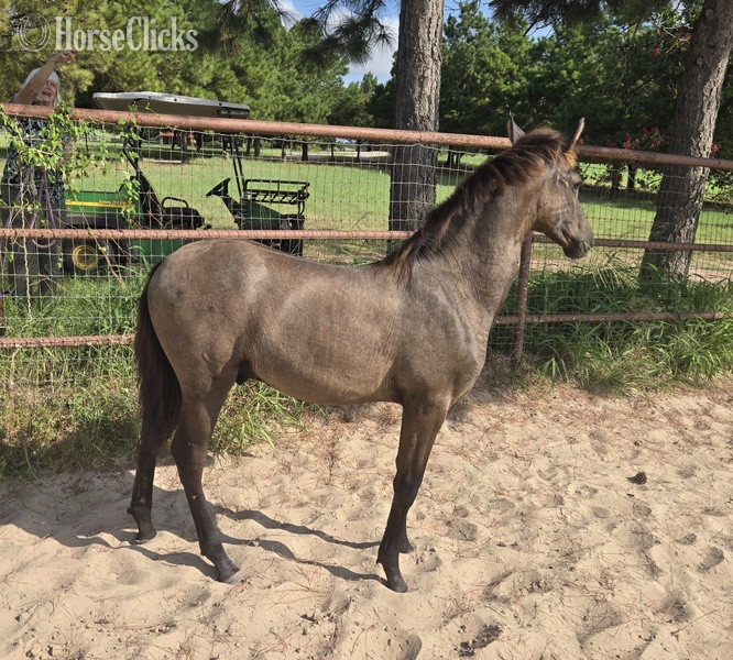 Texas "Valeroso RDL" Grey Colt Andalusian
