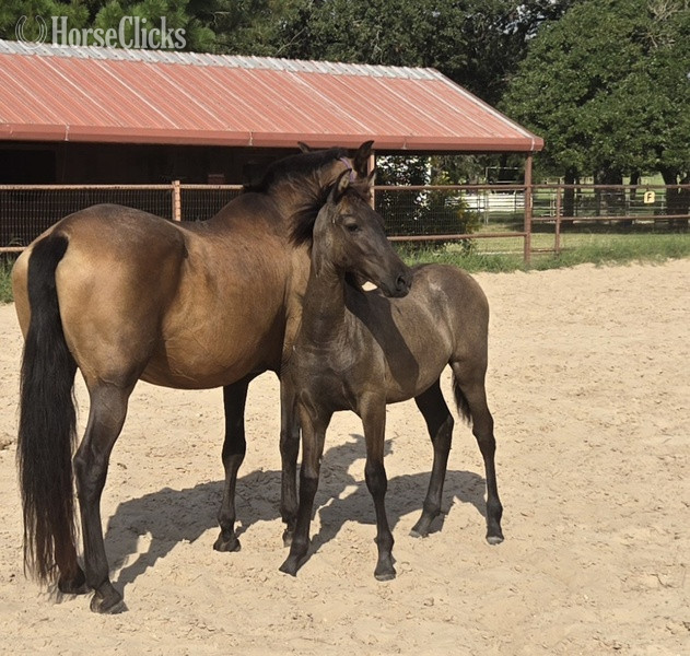 "Valeroso RDL" Grey Colt Andalusian - Andalusian in Texas