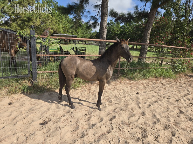 "Valeroso RDL" Grey Colt Andalusian - Andalusian