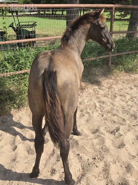 "Valeroso RDL" Grey Colt Andalusian Texas