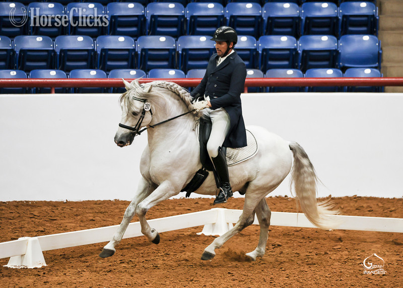 Andalusian - "Valeroso RDL" Grey Colt Andalusian in Texas