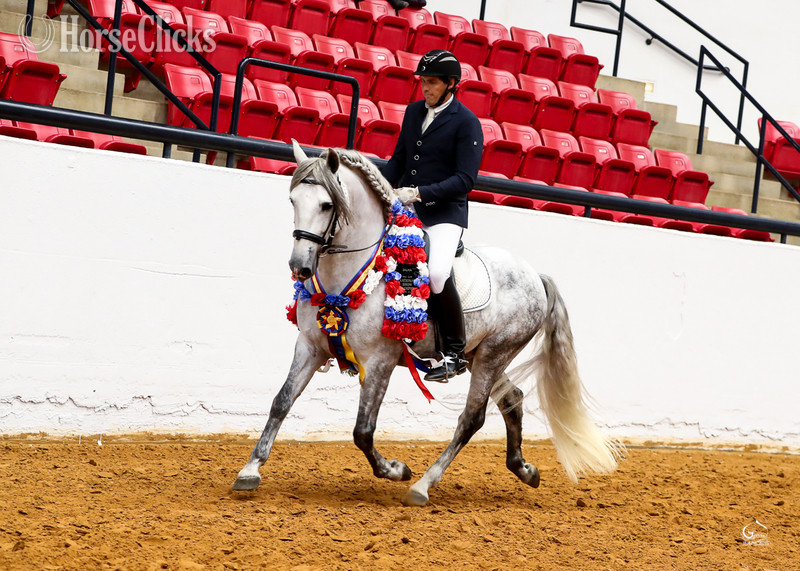 Andalusian - "Valeroso RDL" Grey Colt Andalusian
