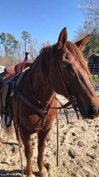 "Misty" Sorrel Mare Mustang in South Carolina