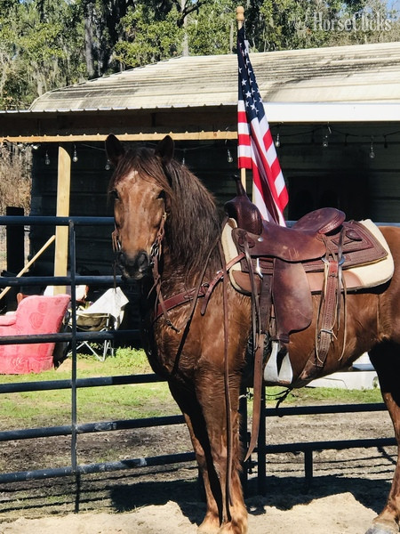 South Carolina "Misty" Sorrel Mare Mustang