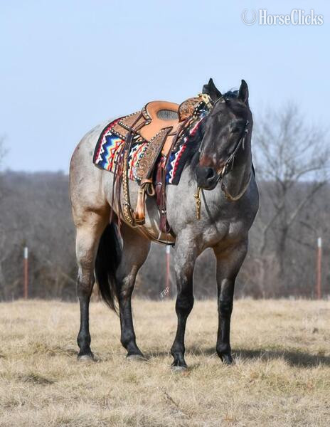 "BLU TOUGH" Blue Roan Gelding Quarter Horse in California