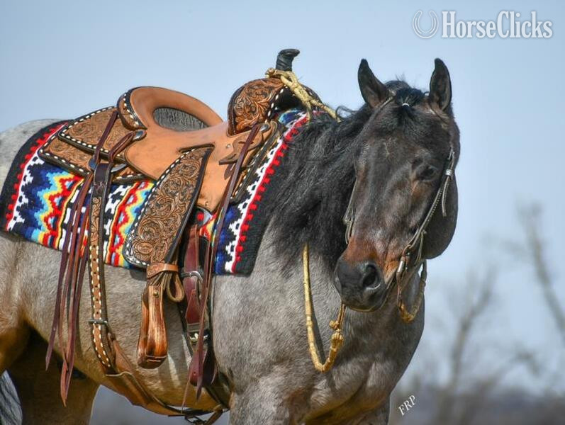 "BLU TOUGH" Blue Roan Gelding Quarter Horse