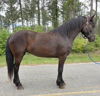 "Mare" Black Mare Draft