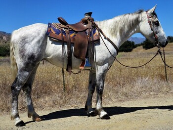 "ASTRO" Grey Gelding Draft