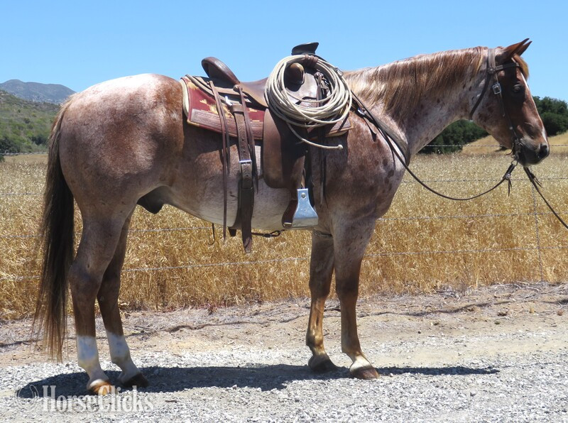 "MR EL PRESUMIDO" Red Roan Gelding Quarter Horse in California