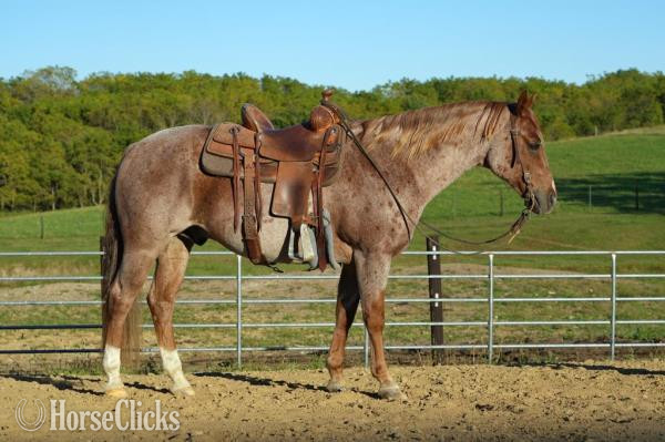 California "MR EL PRESUMIDO" Red Roan Gelding Quarter Horse