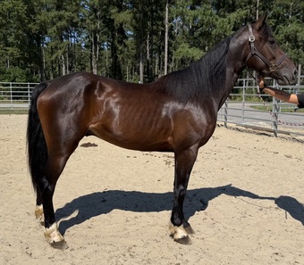 "Morgan" Bay Gelding Morgan