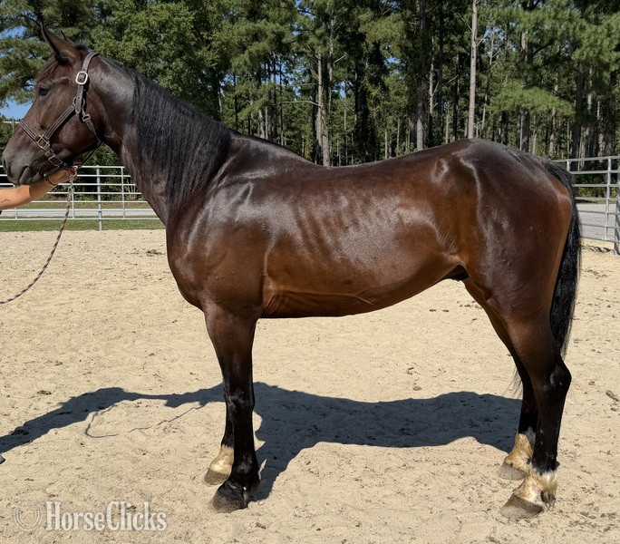 "Morgan" Bay Gelding Morgan