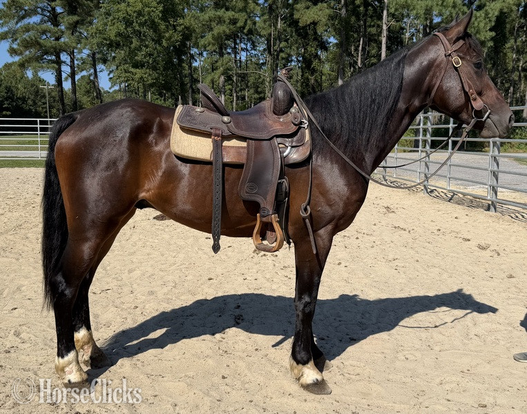 North Carolina "Morgan" Bay Gelding Morgan