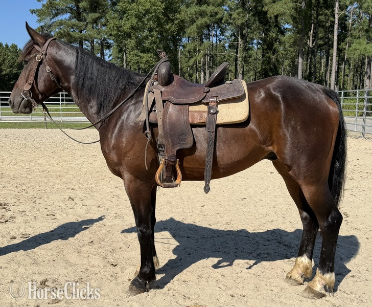 "Morgan" Bay Gelding Morgan - Morgan in North Carolina