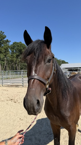 "Morgan" Bay Gelding Morgan - Morgan