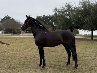 "Indio" Black Stallion Andalusian