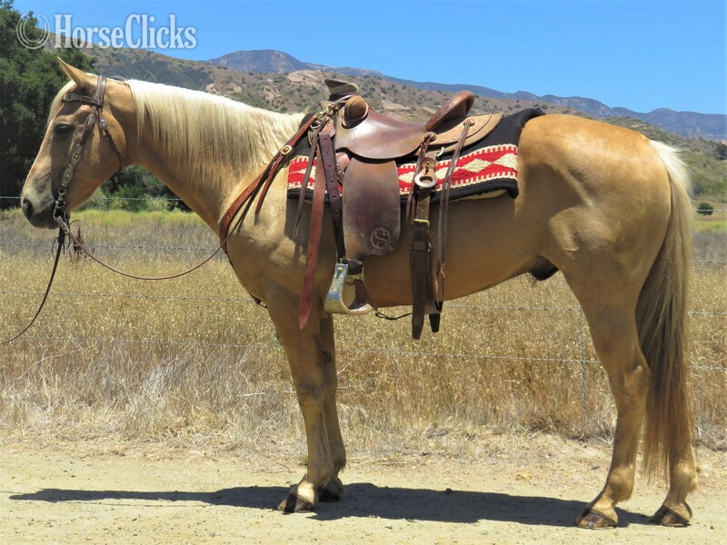 "MINION" Palomino Gelding Quarter Horse in California