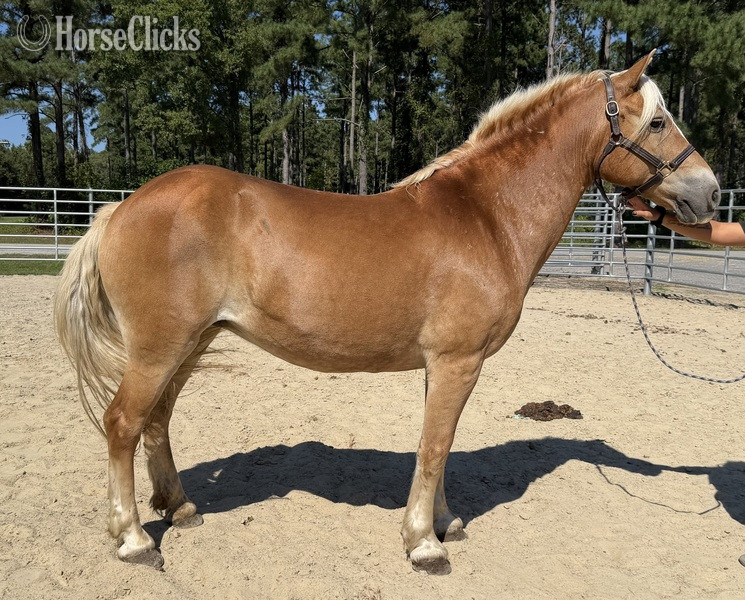 "May" Sorrel Mare Haflinger