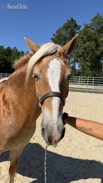 North Carolina "May" Sorrel Mare Haflinger