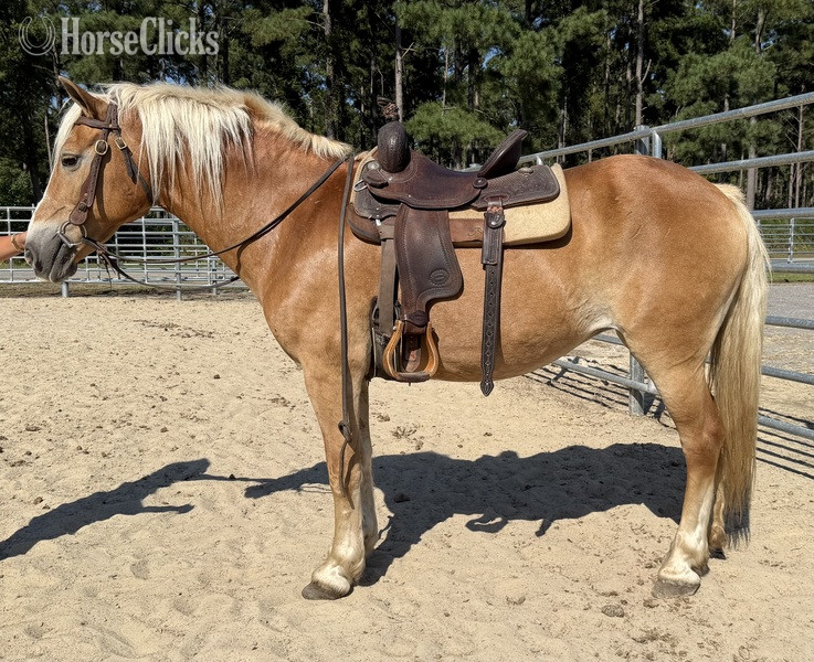 "May" Sorrel Mare Haflinger - Haflinger in North Carolina